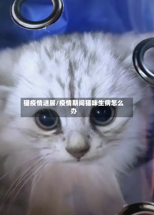 猫疫情进展/疫情期间猫咪生病怎么办-第3张图片